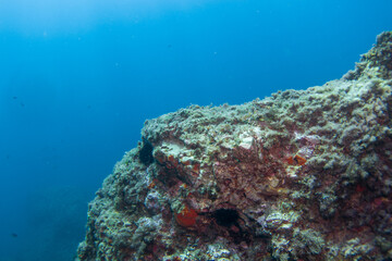 Fototapeta na wymiar Corals of the mediterranean sea, close to portofino italy