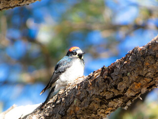 woodpecker on a tree