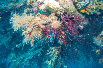 Fototapeta na wymiar Paramuricea clavata red gorgonia of the mediterranean sea- Diving in the marine national park close to Portofino
