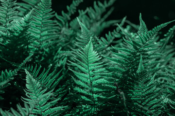 Fototapeta na wymiar Beautiful ferns leaves green foliage.