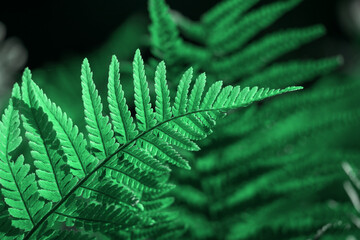 Beautiful fern leaves on a green background.