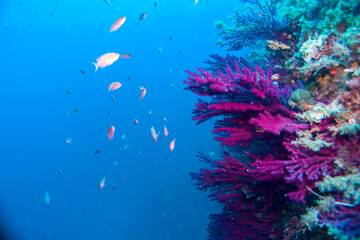 Naklejka na ściany i meble Paramuricea clavata red gorgonia of the mediterranean sea- Diving in the marine national park close to Portofino
