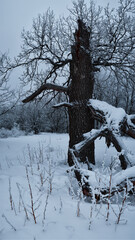 An unusual-looking oak tree at the foot of the forest