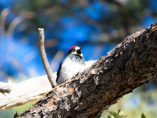 woodpecker on a tree