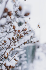 Winter Landscape. Tree Covered with Snow in Winter.