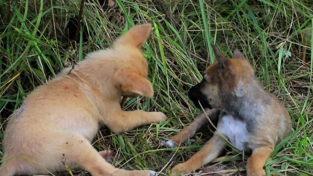 Homeless Puppies Playing on Grass. Red and Gray little Dogs Gnawing Bone Outside.