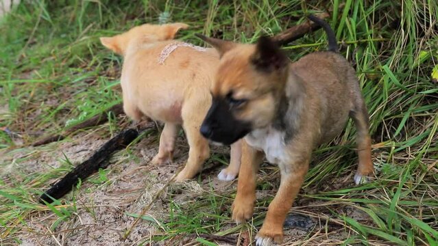 Homeless Puppies Playing on Grass. Red and Gray little Dogs Gnawing Bone Outside.
