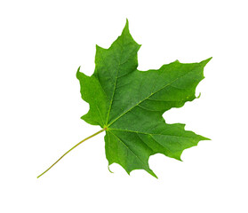 Green Maple leaf isolated on white background