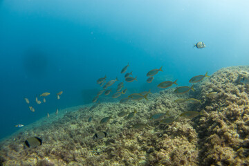 Naklejka na ściany i meble Diving with fish in the mediterranean sea close to Portofino