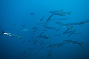 Fototapeta premium Sphyraena sphyraena European barracuda or Mediterranean barracuda, mediterranean sea cloe to Portofino