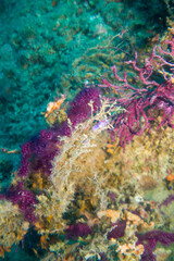 Paramuricea clavata red gorgonia of the mediterranean sea- Diving in the marine national park close to Portofino