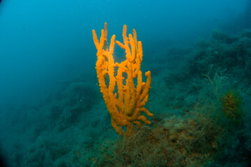 Corals of the mediterranean sea, close to portofino italy