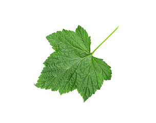 Naklejka na ściany i meble Fresh green currant leaf isolated on white background