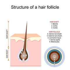 Structure of a hair follicle. Anatomy of hair shaft.