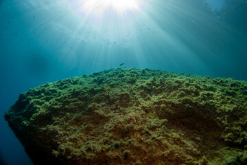 Obraz premium Corals of the mediterranean sea, close to portofino italy