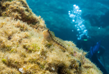 Diving with fish in the mediterranean sea close to Portofino