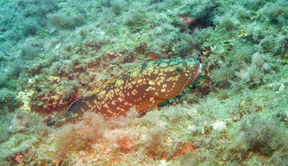Dusky Grouper (Epinephelus marginatus) - Diving in the mediterranean sea in the marine national park close to Portofino