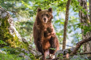 Brown bear in Slovenia