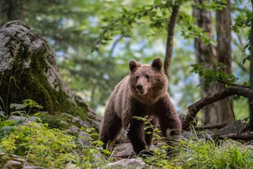 Fototapeten Brown bear in Slovenia © Tim