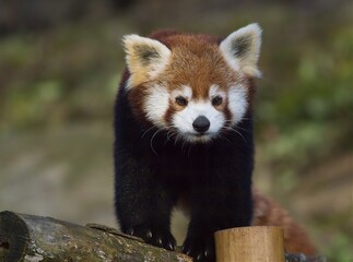 Red panda on a tree trunk (Ailurus fulgens) 