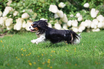 Active tricolor Cavalier King Charles Spaniel dog running outdoors on a green grass in summer