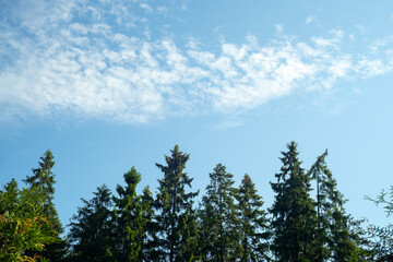 White clouds in the blue sky above the tops of Christmas trees in the forest.
