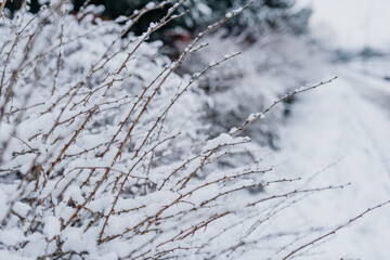 Winter Landscape. Tree Covered with Snow in Winter.