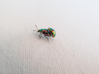 Couple of colorful Dead-nettle leaf beetle (Chrysolina fastuosa) with gold and copper shine and metallic luster that transitions to a green or violet-blue longitudinal stripes mating