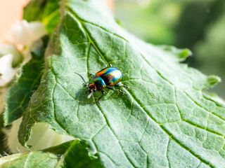 Beautiful colorful Dead-nettle leaf beetle (Chrysolina fastuosa) with gold and copper shine and metallic luster that transitions to a green or violet-blue longitudinal stripes on green leaves