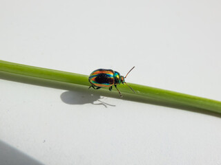 Close-up of colorful Dead-nettle leaf beetle (Chrysolina fastuosa) with gold and copper shine and metallic luster that transitions to a green or violet-blue longitudinal stripes on white