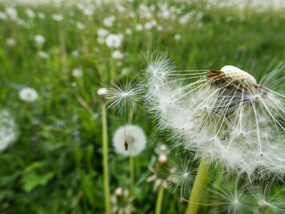 Macro shot of two lonely seeds falling from dandelion (Lion's tooth) flower head in the meadow with green grass background. The pappus of dandelion