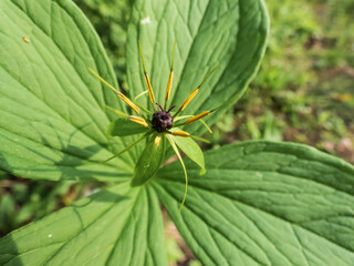 Close-up shot of the Herb-Paris or true lover's knot (Paris quadrifolia) flowering in summer in sunlight