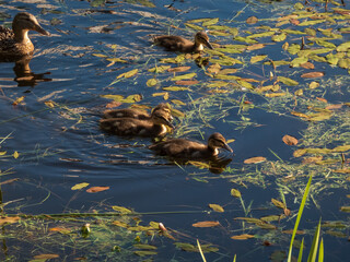Group of beautiful, fluffy ducklings of mallard or wild duck (Anas platyrhynchos) swimming together with mother duck in blue water of a lake in sunlight