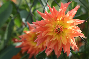 Spring Garden with coral dahlia. Blooming dahlia flower in garden. Shallow depth of field. Coral...