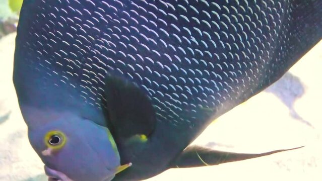 Close up of French angelfish of aquarium fish tank of coral reef. Pomacanthus paru species living in the Western and eastern Atlantic Ocean, the Gulf of Mexico and the Caribbean.