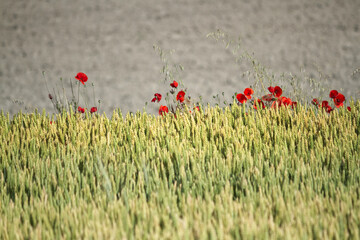 poppies on the dividing line of a wheat field
