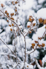 Winter Landscape. Tree Covered with Snow in Winter.