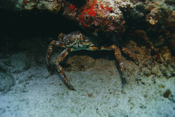 King crab hiding into a coral