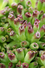 Vertical closeup of 'Oddity' hens and chicks (Sempervivum), showing its unusual rolled foliage