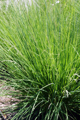 'Greenlee' moor grass (Sesleria 'Greenlee' [also sold as 'Greenlee Hybrid' or 'Greenlee's Hybrid'])