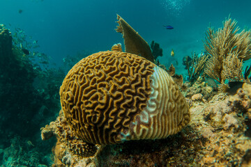 brain coral half dead by global warming