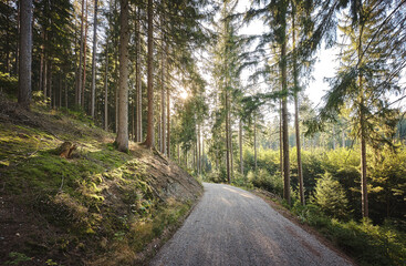 Fototapeta premium schöner Waldweg im Sonnenschein