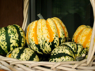 Horizontal image of a group of colorful 'Carnival' winter squash displayed in a woven basket
