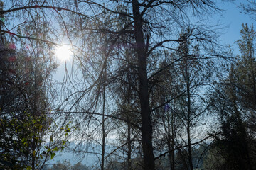 Contraluz, pino, contrapicado