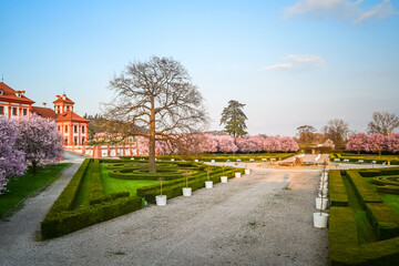 Blooming cherries and the castle garden at Troja Castle at sunset in spring, Prague, Czech Republic