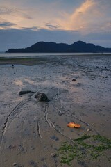 Leaf on a beach during low tide