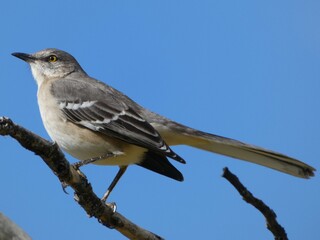 mockingbird on a tree branch