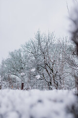 Winter Landscape. Tree Covered with Snow in Winter.