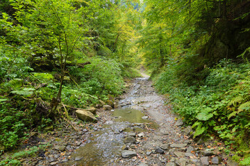 Obraz premium Forest footpath along the stream. Colorful leaves of trees in the autumn forest, colors of leaf-fall. Autumnal forest landscape.