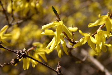 flowering Forsythia